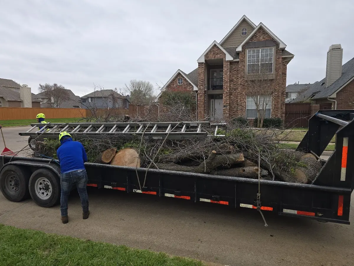 Expert Tree Removal with proper safety equipment in Meridian
